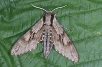Hyloicus pinastri