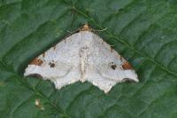 Macaria alternata