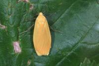 Wittia sororcula