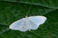 Idaea subsericeata