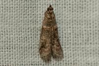 Acrobasis obliqua