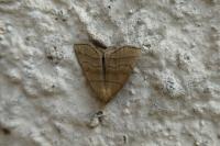 Herminia tarsicrinalis