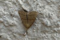 Herminia tarsicrinalis