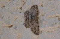 Hypomecis punctinalis
