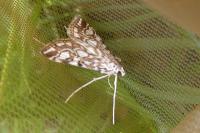 Elophila nymphaeata