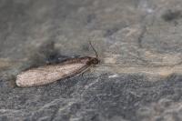 Episcythrastis tetricella