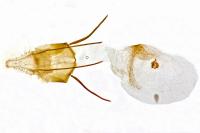 Episcythrastis tetricella