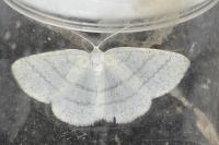 Cabera pusaria