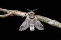 Furcula bifida