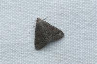 Metachrostis dardouini
