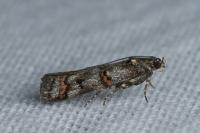 Pempelia compositella