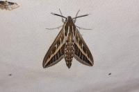 Hyles livornica