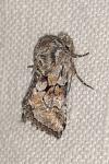 Cleonymia yvanii
