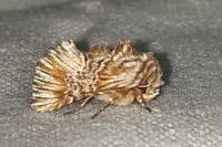 Amephana anarrhini