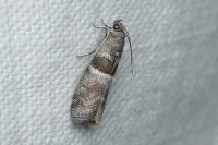 Elegia