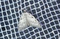 Nola cicatricalis