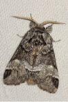 Drymonia dodonaea