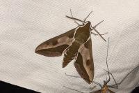 Hyles euphorbiae