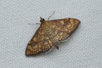 Anania verbascalis