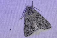 Acronicta aceris