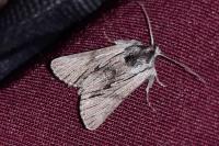 Calophasia platyptera