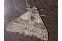 Calliteara pudibunda