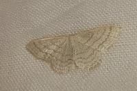 Idaea subsericeata
