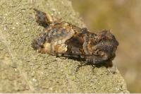 Euplexia lucipara