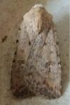 Caradrina clavipalpis