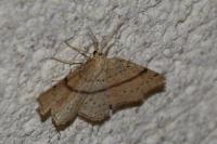 Cyclophora punctaria