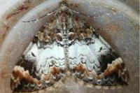 Dysstroma truncata