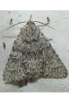 Acronicta rumicis