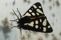 Arctia villica