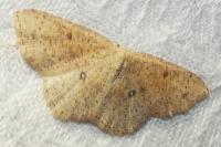Cyclophora porata