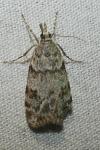 Scoparia