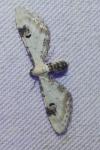Eupithecia centaureata
