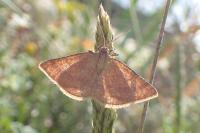 Aplasta ononaria
