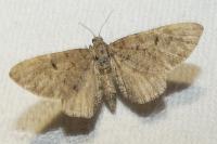 Eupithecia virgaureata