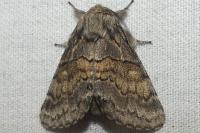 Gluphisia crenata