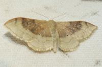 Idaea degeneraria