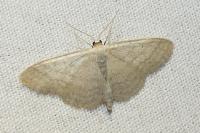 Idaea subsericeata