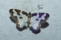 Lomaspilis marginata