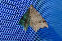 Macaria alternata