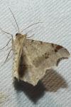 Macaria alternata