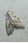 Nola confusalis