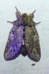 Peridea anceps