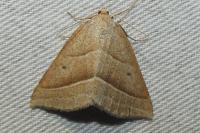 Petrophora chlorosata