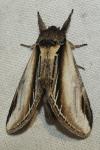 Pheosia tremula