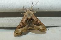 Phlogophora meticulosa