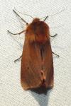 Phragmatobia fuliginosa